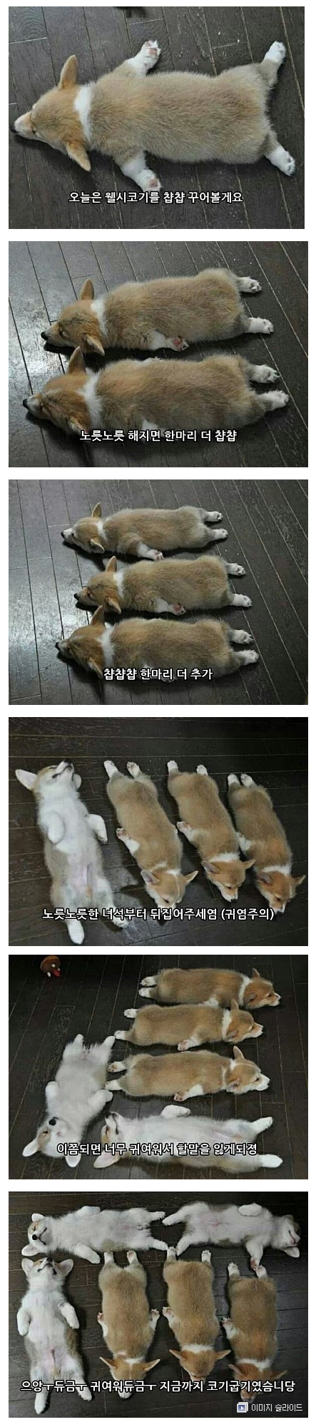 웰시코기구이.jpg